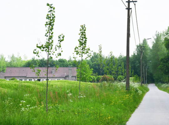 Nieuwe bomenaanplant in Hettingen